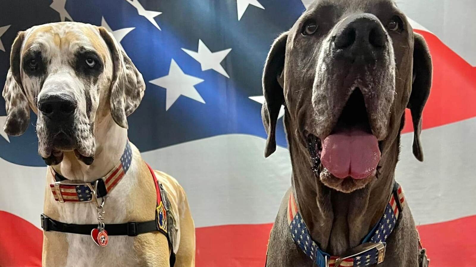 7 Pro Tips To Generate Canine Health Now Missouri Business Resources 7 Pro Tips To Generate Canine Health Now Missouri Business Resources