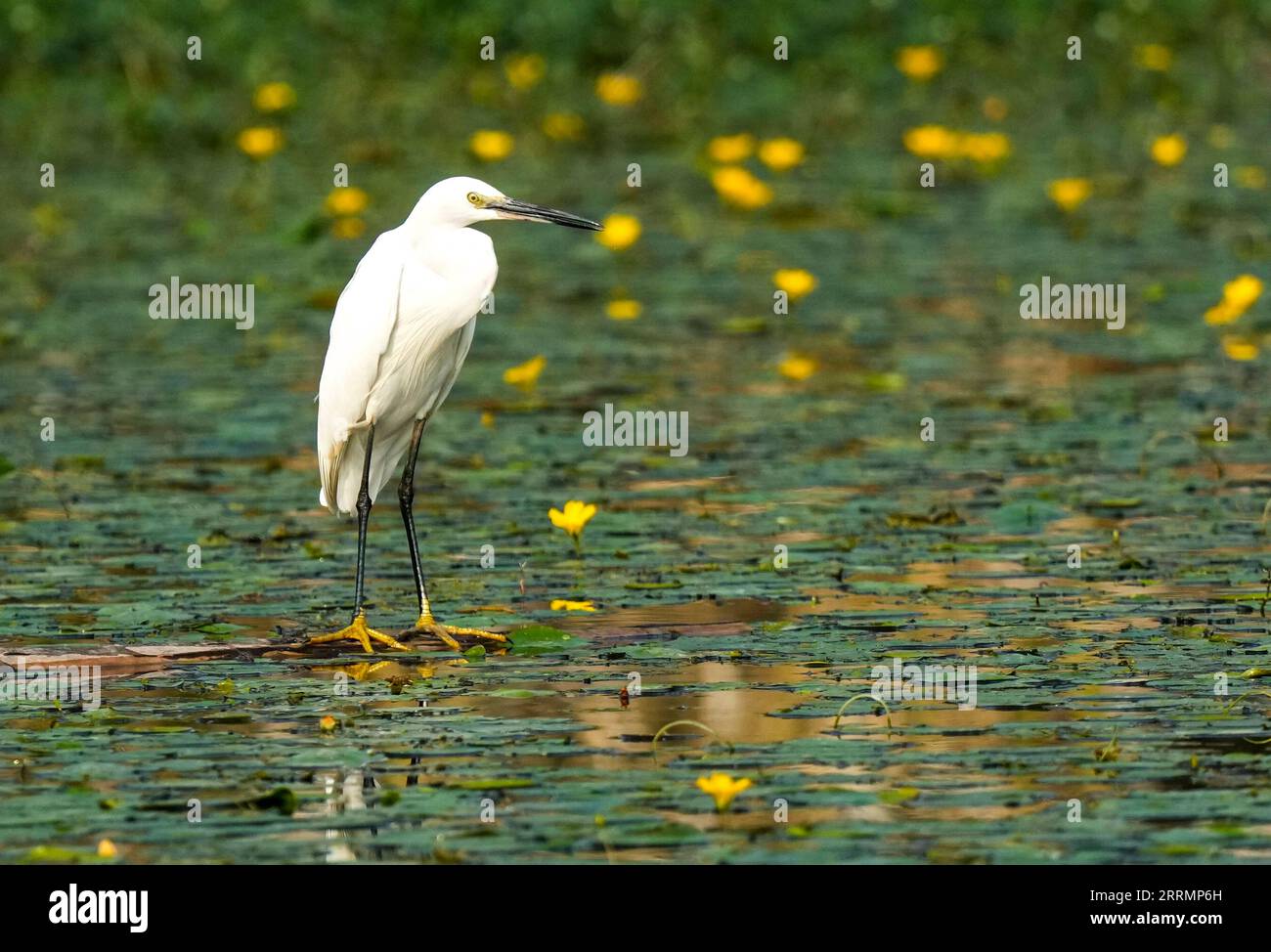 Chna Chengdu Hi Res Stock Photography And Images Alamy Chna Chengdu Hi Res Stock Photography And Images Alamy